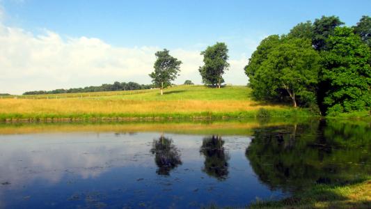 农场, 池塘, 夏季, 天空, 水, 树, 草