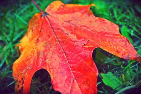 叶, 秋天, 秋天, 红色, 黄色, 自然, 赛季