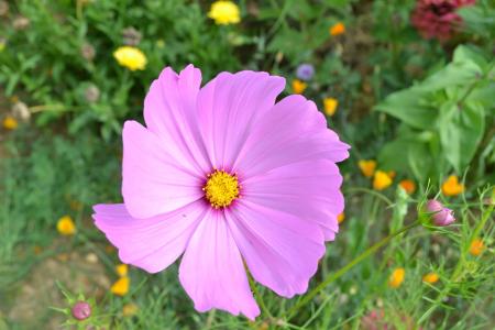 粉红色的花, 花瓣粉红色, 夏季, 自然, 草甸, 字段, 公共花园