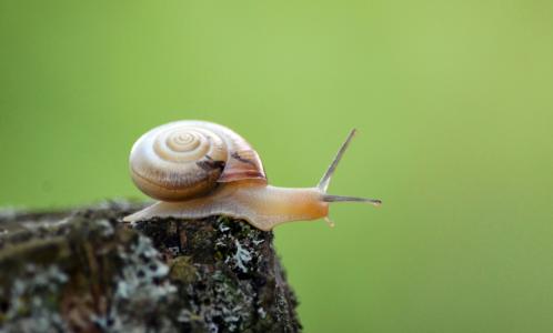 蜗牛, 壳, 软体动物, 探头, 爬网, 慢慢地, 花园里的蜗牛