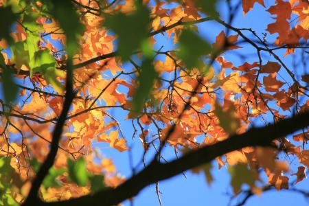 秋天的落叶, 秋天树, 蓝蓝的天空, 秋天, 秋天, 树, 叶