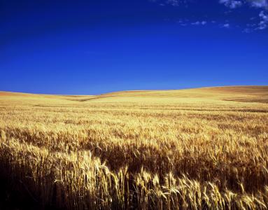 堪萨斯州, 农场, 风景名胜, 天空, 云彩, 小麦, 农田