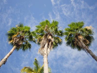 棕榈, 树木, 天空, 热带, 夏季, 自然, 温暖
