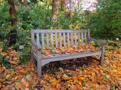 银行, 公园, 秋天, 叶子, 多彩, 公园的长椅上, 休息