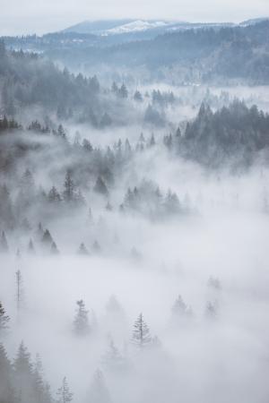 空中, 雾, 森林, 伍兹, 树木, 绿色, 山