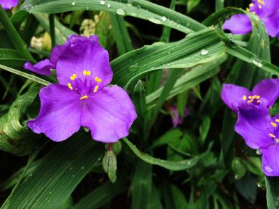 紫色, 花, 紫色的小花, 自然, 植物, 春天, 绽放