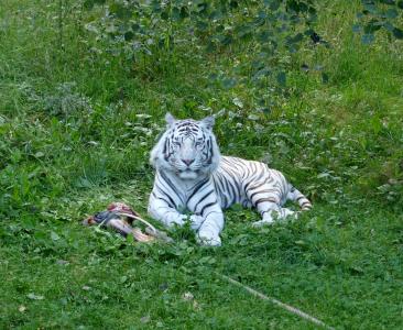 老虎, 白虎, 白色, 猫, 猫科动物, 野生, 食肉动物