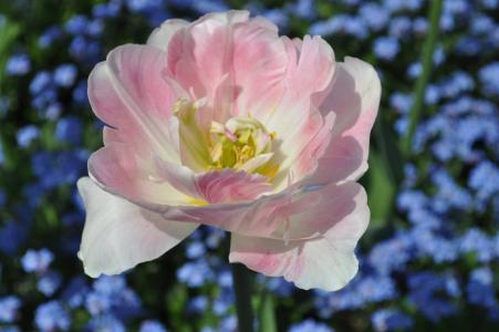 花, 开花, 绽放, 粉色, 郁金香, tulpenbluete, 自然