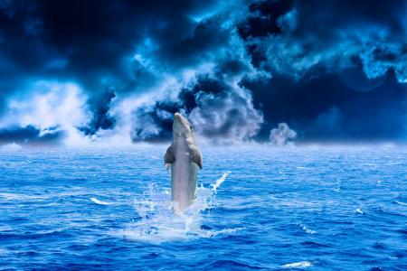 海豚, 海, 水, 动物, 鱼, 游泳, 蓝色