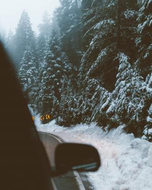 雪, 冬天, 白色, 感冒, 天气, 冰, 树木