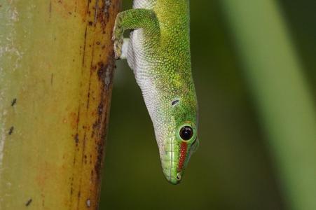 蜥蜴, 规模, 马达加斯加日壁虎, 绿色