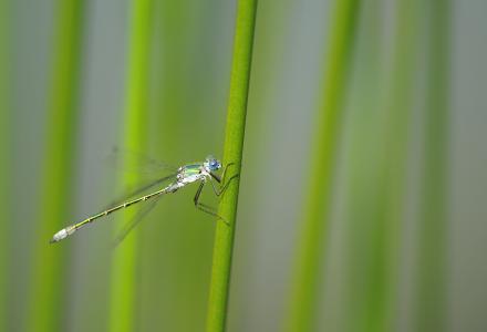 蜻蜓, 昆虫, 自然, 池塘伴娘, 芦苇, 水, 池塘