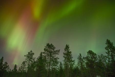 北极光, 多彩, 色彩缤纷, 森林, 自然, 北极光, 天空