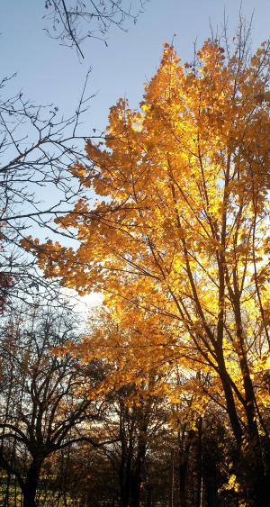 秋天, 黄色, 树, 早上, 太阳, 分支机构, 叶