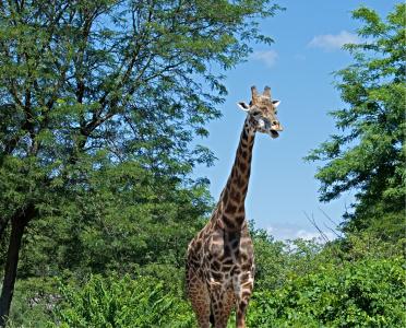 长颈鹿, 野生动物, 自然, 动物园, 动物, 野生, 非洲