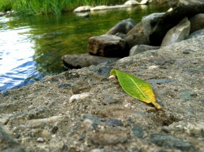 叶, 水, 岩石, 绿色, 摘要, 清洁, 纯度