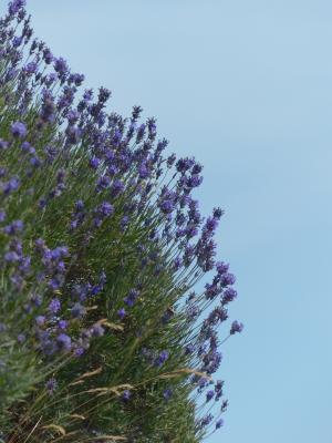 熏衣草, 花, 花, 紫色, 野生植物, wildblue, 薰衣草花香
