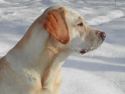 黄色拉布拉多猎犬, 狗, 雪, 犬, 体育, 寻找, 坐