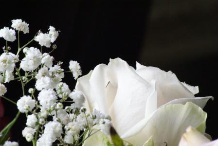 白玫瑰, 柔情, 对比, 黑色背景, 婚礼, 纯度, 小花