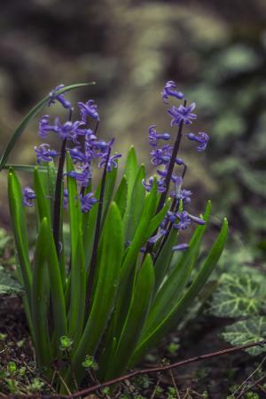 雅辛托斯, 花, 绿色, 蓝色, 紫罗兰色, 自然