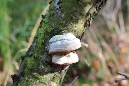 树真菌, 蘑菇, 日志, 树上的蘑菇, baumschwamm