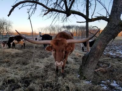 得克萨斯牛牛, 牛, 母牛, 德克萨斯州, 豪恩, 喇叭, 农场