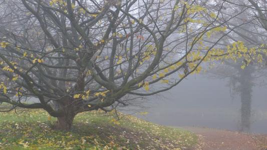 雾, 秋天, 11 月, 落叶, 气氛, 分支机构, 心情