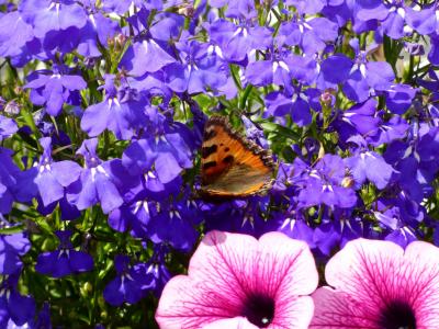 蝴蝶, 小狐狸, 半边, 紫色, 粉色, 花, 花园