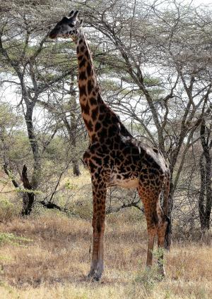 长颈鹿, 荒野, 野生, 野生动物园, 肯尼亚, 坦桑尼亚, 非洲