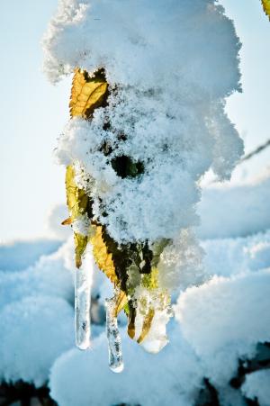 冰柱, 雪, 叶子, 冬天, 感冒, 白雪皑皑, 自然