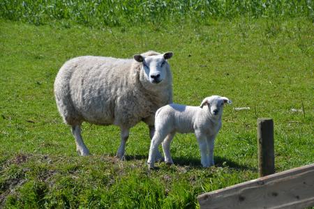 羊, 羔羊, 动物世界, 羊毛, 动物, 草甸, 毛皮