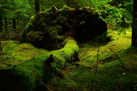 森林, 青苔, 挪威, 自然, 绿色的颜色, 没有人, 户外