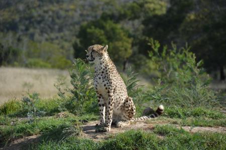 南非, 国家公园, 猫, 野生动物, 非洲, 自然, 在野外的动物