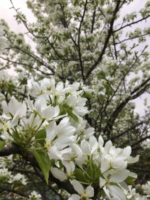 春天, 苹果棵开花的树, 苹果花