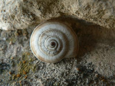 蜗牛, 形式, 中心