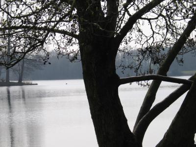 对比, 灰色阴影, 冬天, 树, 部落, 湖, 水