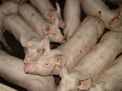 猪肉, 动物, 农场, 猪, 猪, 小猪, 国内的猪