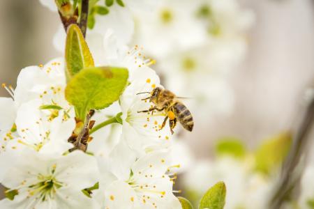 蜜蜂, 蜂蜜蜂, 开花, 绽放, 昆虫, api, 动物