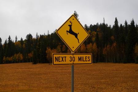 标志, 道路, 跳跃的鹿, 警告, 黄色, 路标
