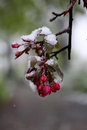 花, 雪, 冻结, 红色, 三月