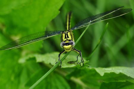 蜻蜓, 宏观, 昆虫, 水, 湖, 捕食昆虫, 黄色