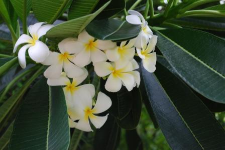 花, 热带植物, 特写, 白色, 白色的花, 鸡蛋花, 自然