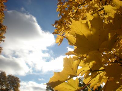 秋天的落叶, 树, 云计算, 太阳能, 秋天