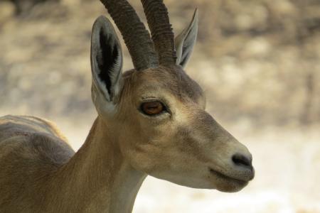 以色列, 山寨, ibex, 以色列野生动物, 自然, 动物, 野生动物