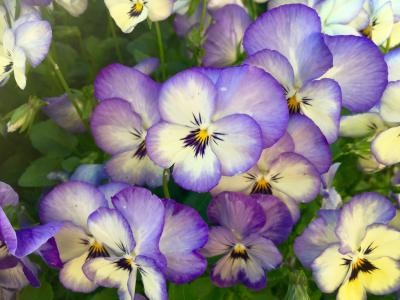 花, 三色紫罗兰, 关闭, 宏观, 三色堇, 春天, 中提琴