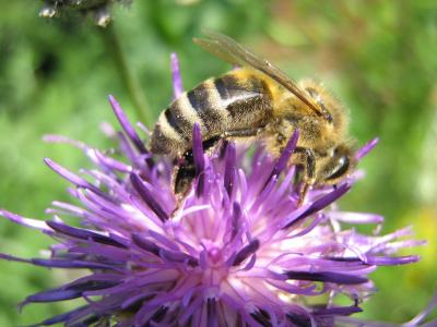 蜜蜂, 开花, 绽放, 花蜜, 昆虫, 撒上, 自然