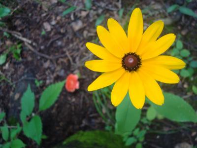 黛西, 花, 对比, 黄色, 花园, 春天, 夏季