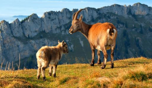 阿尔卑斯石 geiss, 山羊, 山羊, 高山, 山脉, 动物, 年轻的动物