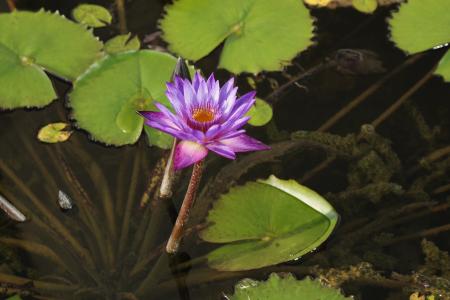 花, 水生植物, 开花, 绽放, 自然, 紫色, teichplanze