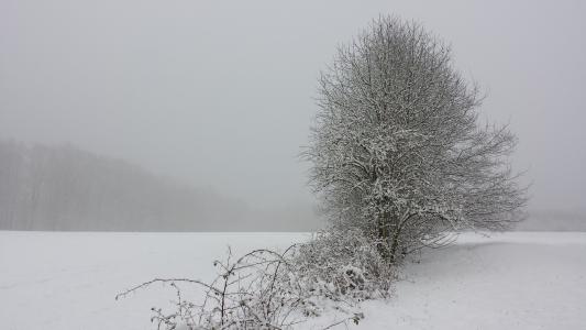 冬天, 景观, 雪, 树, 寒冷, 森林, 字段